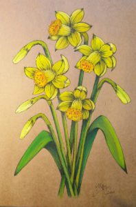 Painting of four daffodils