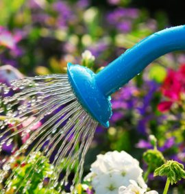 Watering can with water on flowers