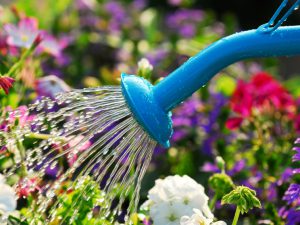 Watering can with water on flowers