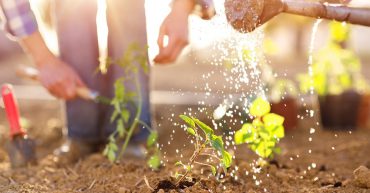 Watering can and plants growing in soil