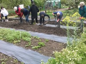 Group of people digging in vegetable patch