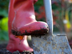 Red wellies digging with a spade